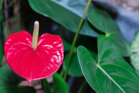 Red anthurium flower in garden. close upの写真素材