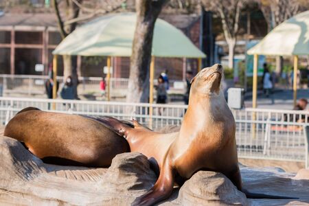 Sea lion sleeping and sunbathe on large stone in summerの写真素材