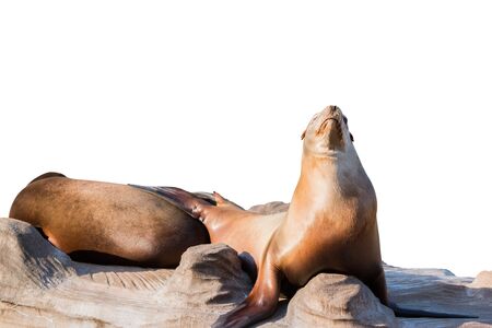 Sea lion sleeping on large stone isolated on white background. Object with clipping pathの写真素材