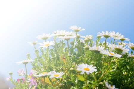 Beautiful White daisy flower with sky blue background.の写真素材