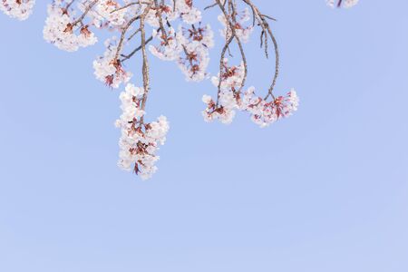 Beautiful pink cherry blossom in full bloom. japanese sakura.の写真素材