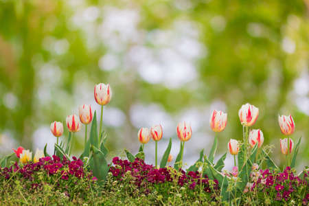 Beautiful floral white and red tulips on nature background.の写真素材