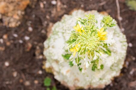Calotropis gigantea shrub plantings on top view with copy space.の写真素材