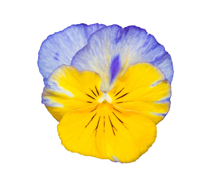 Viola yellow and blue Pansy Flower Isolated on White Background. Object with clipping path.の写真素材