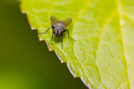 Small insect fly on green leaf in nature.