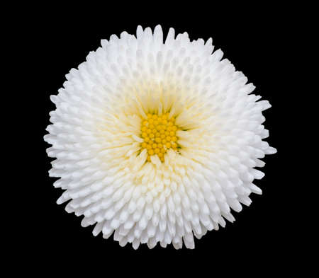 White marguerite daisy flower isolated on black background.