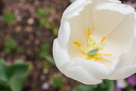 Close-up Tulip macro of anthers with pollen grains of white Tulip flower.