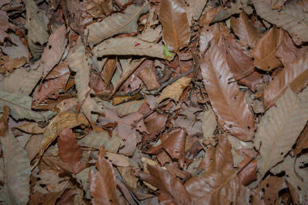 Dead leaves shot ideal for backgrounds and texturesの写真素材