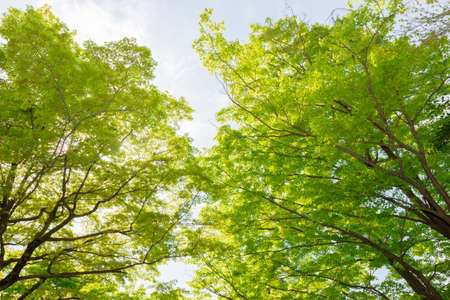 green maple tree in forest natural lush background.の写真素材