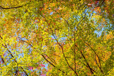 Red maple tree in forest in fall season, Beautiful autumn background.