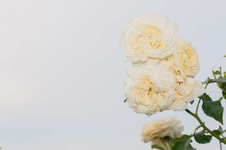 Beautiful white rose with green leaf in flower garden, spring season.の写真素材