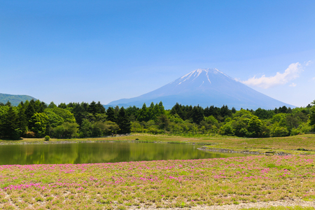 Shibazakura Festival with the field of pink moss of Sakura or cherry blossom with Mountain Fuji Yamanashi, Japanの写真素材