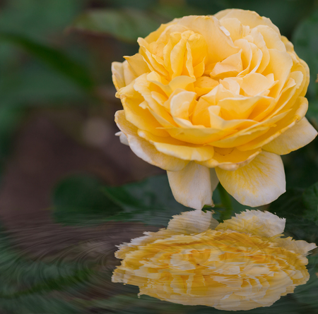 Beautiful yellow rose with water reflection in nature.の写真素材