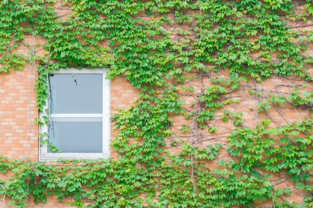 Old white window of abandoned house with creeping plant green leaves on the wall.の写真素材