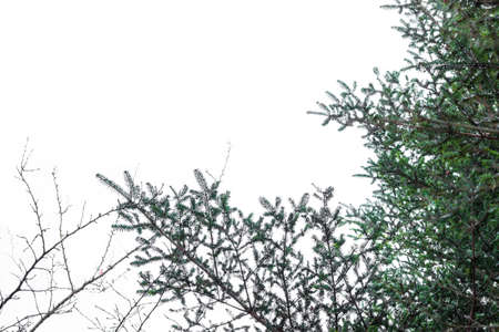 Branch of pine tree with white background.