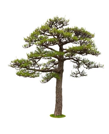 Pine tree for decor isolated on white background.の写真素材