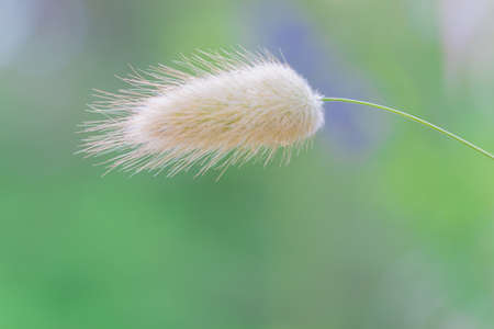 Miscanthus sinensis or setaria in nature with blur background.の写真素材