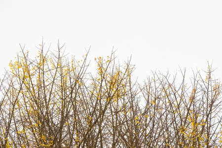 Colorful autumn ginkgo leaves on white background.