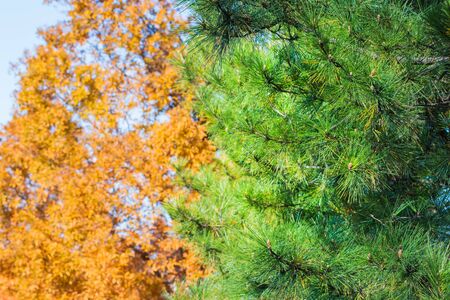 Green pine tree in autumn season in park.の写真素材