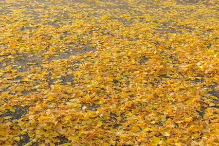 Colorful autumn ginkgo leaves on the ground concept autumn background.