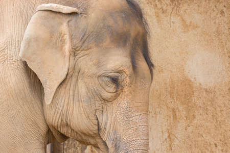 Elephant close up portrait look so sad on grunge background.の写真素材