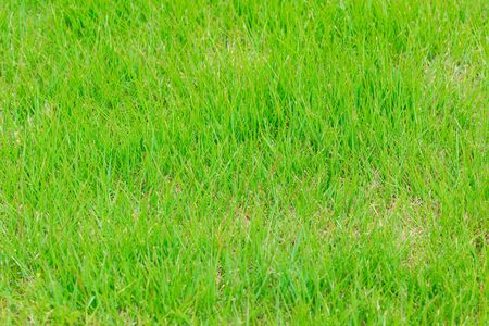 Green grass texture grassland can be use for background.の写真素材