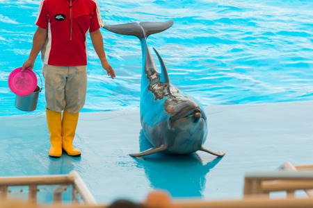 NAGOYA, JAPAN - JUNE 18 2016: Aquarium and  Museum, located in Port of Nagoya, An unidentified man trainer is showing dolphins as they perform tricks in front of happy crowds.のeditorial素材