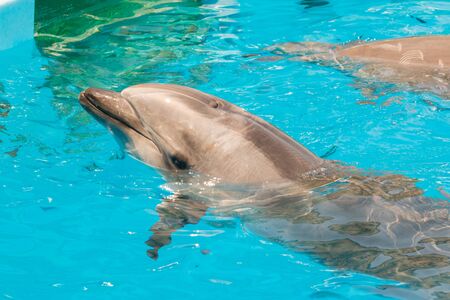A group show of bottlenose dolphins performing a swimming in the pool.の写真素材