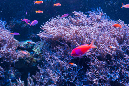 Beautiful coral in underwater with colorful fish and colorful coral.の写真素材