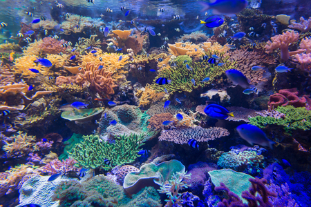 Beautiful coral in underwater with colorful fish and colorful coral.の写真素材