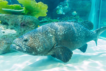 A giant grouper fish lives in Formigas Rocks, Azores Islands.の写真素材