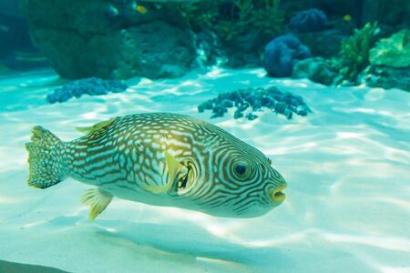 White-Spotted puffer, Arothron Hispidus, aquarium fish in underwater.の写真素材