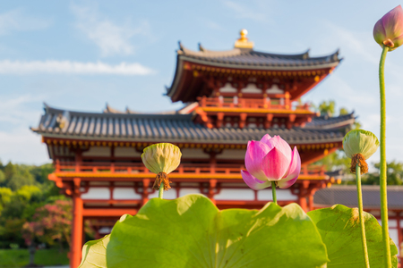 Lotus flower and leaf with background of Byodo-in (Phoenix Hall) is a Buddhist temple in the city of Uji in Kyoto Prefecture japan.のeditorial素材