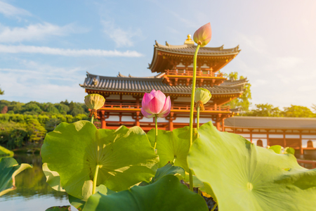 Lotus flower and leaf with background of Byodo-in (Phoenix Hall) is a Buddhist temple in the city of Uji in Kyoto Prefecture japan.のeditorial素材