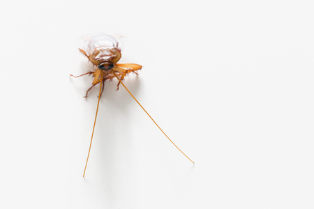 Cockroach isolated on white background.