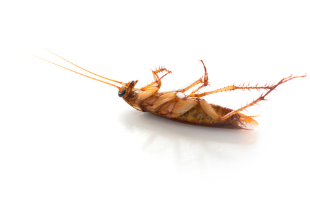 Cockroach isolated on white background.