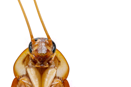 Cockroach isolated on white background.の写真素材