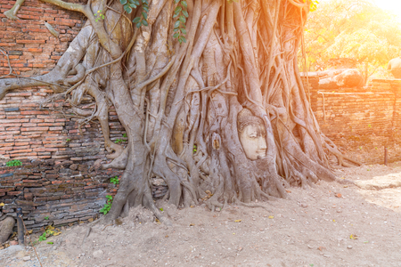 Ayutthaya Buddha Head statue with trapped in Bodhi Tree roots at Wat Mahathat (Ayutthaya). Ayutthaya historical park Thailand.の写真素材
