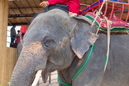 Elephant show and pickup tourism for travel in Thailand.の写真素材