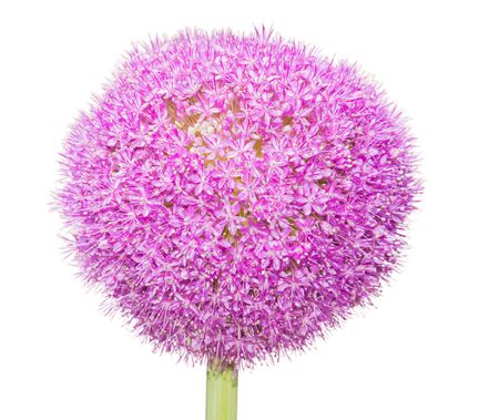 Giant Onion (Allium Giganteum) flower isolate on white background.の写真素材
