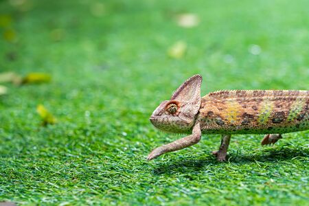 Veiled chameleon (chamaeleo calyptratus) in forest on nature background.の写真素材