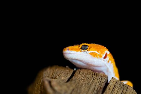 Leopard gecko lizard, close up macro. Cute Leopard gecko portrait (Eublepharis macularius). Leopard gecko on nature background.の写真素材