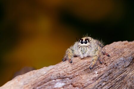 Female Phidippus mystaceus jumping spider on timber in nature.
