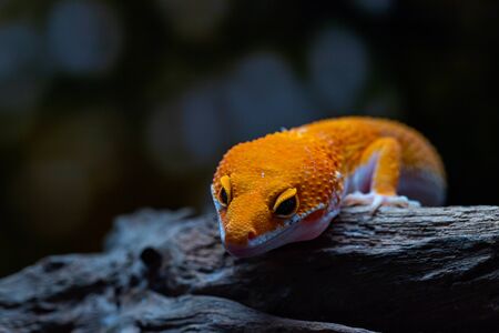 Leopard gecko lizard, close up macro. Cute Leopard gecko portrait (Eublepharis macularius). Leopard gecko on nature background.の写真素材