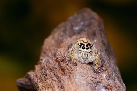 Female Phidippus mystaceus jumping spider on timber in nature.