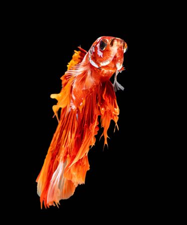 Beautiful betta splendens half moon siamese betta fish. fighting fish in movement on black background.の写真素材