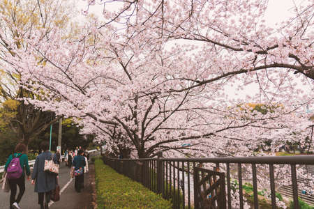 Nagoya, Japan - 2 April 2016: Cherry blossoms festival in Nagoya with many tourist at Yamazaki river is the most famous place to enjoy viewing cherry blossoms which is a Japanese custom.のeditorial素材