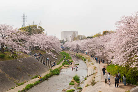 Nagoya, Japan - 2 April 2016: Cherry blossoms festival in Nagoya with many tourist at Yamazaki river is the most famous place to enjoy viewing cherry blossoms which is a Japanese custom.のeditorial素材