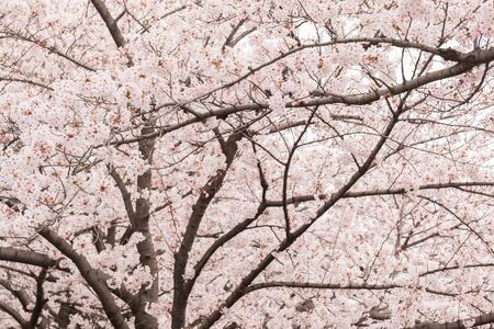 Beautiful pink cherry blossom in full bloom. Pink japanese sakura.の写真素材