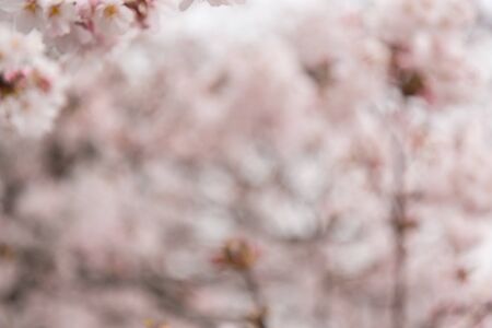 Abstract beautiful blurred background of cherry blossoms or Sakura in japan.の写真素材